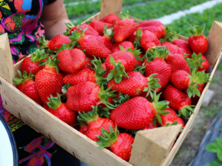 Strawberry Queen Elizabeth: paglalarawan ng grado, larawan