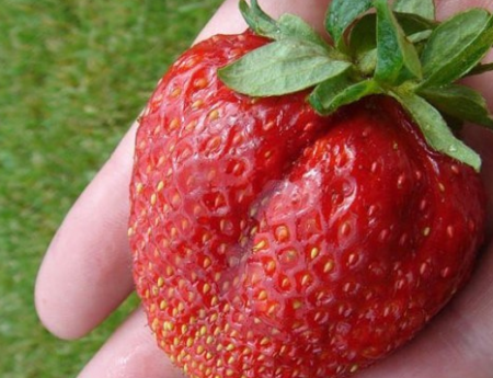 Strawberry Gigantella: iba't ibang paglalarawan, mga larawan, mga pagsusuri