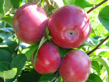 Apple tree Lobo: paglalarawan, larawan, mga pagsusuri