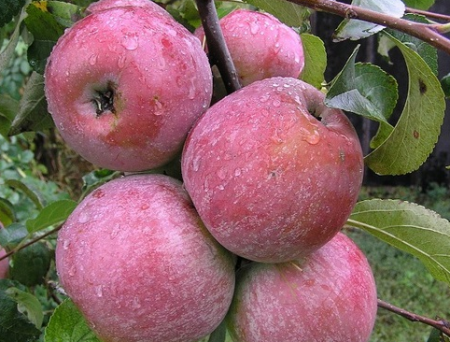 Apple tree Wellsie: paglalarawan, larawan, mga pagsusuri