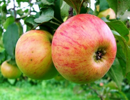 Appelboom Medunitsa: beschrijving, foto's, beoordelingen, landing