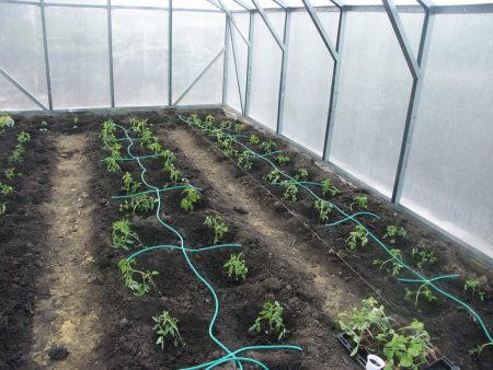 Hoe tomaten water geven na het planten in een kas