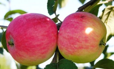 Appelboom Melba: beschrijving, foto, beoordelingen