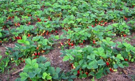 Ang pagtanim ng strawberry sa taglagas