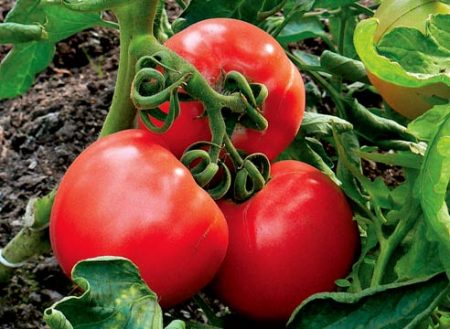 Tomatenzaden van Siberische selectie