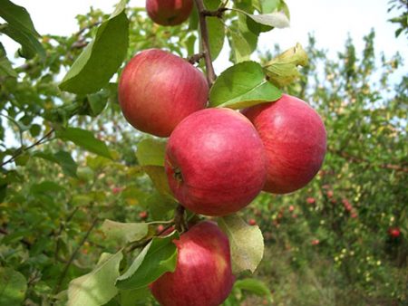 Apple tree Zhigulevskoe: paglalarawan, mga larawan, mga pagsusuri