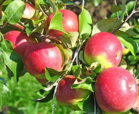 Apple tree Wellsie: paglalarawan, larawan, mga pagsusuri