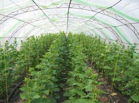 Pag-aalaga ng pipino sa greenhouse mula sa pagtatanim hanggang sa pag-aani