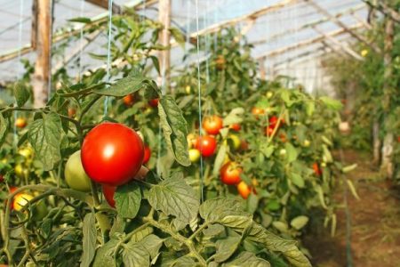 Tomaten planten in een kas