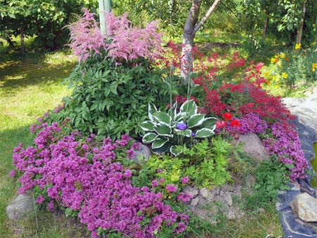 Blomster for alpine åser flerårig: foto med navn