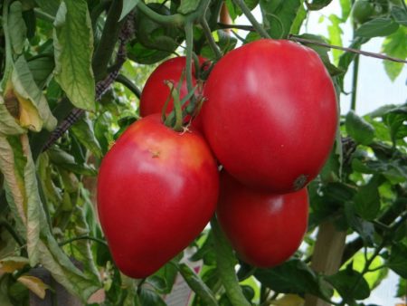 Tomatfrø