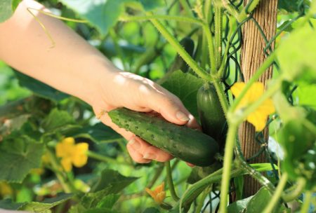 Ang pinakamahusay na mga uri ng mga pipino para sa bukas na lupa, mga pagsusuri