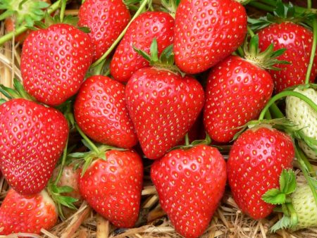 Strawberry Zenga Zengana: iba't ibang paglalarawan, larawan