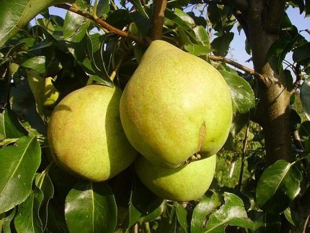 Pear Just Maria: beskrivelse, foto, anmeldelser