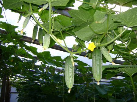 Komkommers in een kas van polycarbonaat: planten en verzorging, struikvorming