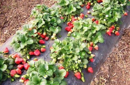 Strawberry Gigantella: iba't ibang paglalarawan, larawan