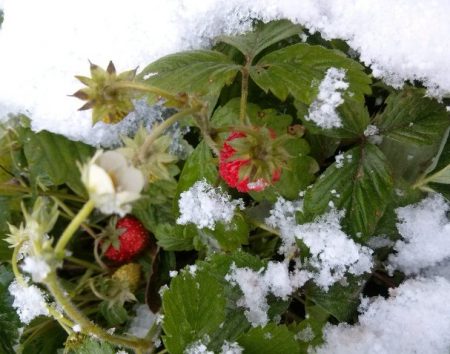 Paano maghanda ng mga strawberry para sa taglamig