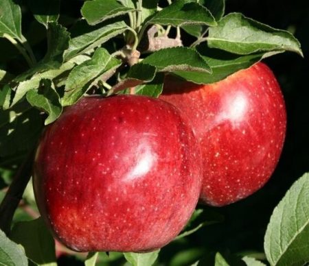 Apple tree Lobo: paglalarawan, larawan, mga pagsusuri