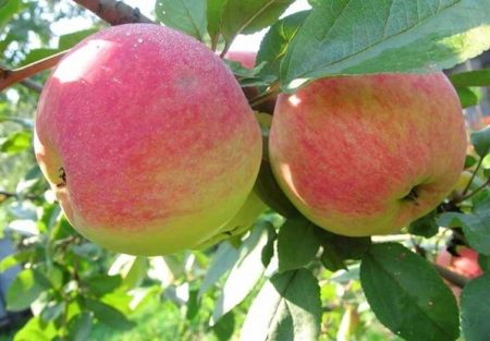 Appelboom Melba: beschrijving, foto,