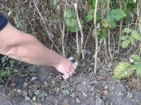 Hoe frambozen in de herfst te transplanteren naar een nieuwe plek