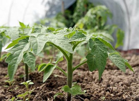 Hvordan vanne tomater etter planting i et drivhus