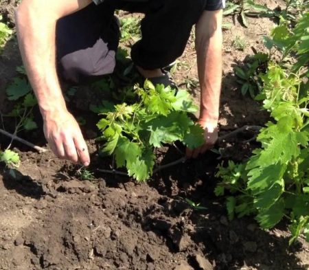 Hoe krenten te transplanteren in de herfst