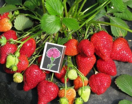 Strawberry Queen Elizabeth: variëteitbeschrijving, foto's, beoordelingen