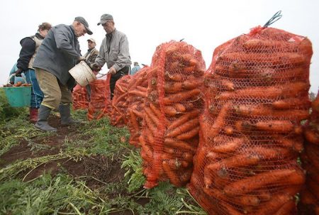 Wanneer wortels uit de tuin verwijderen voor winteropslag