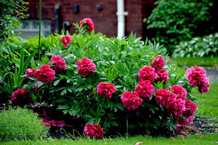 Hvordan transplantere pioner slik at de blomstrer neste år