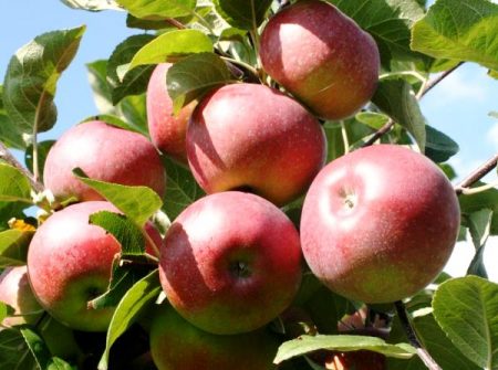 Apple Tree Lobo: paglalarawan