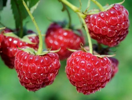 Frambozen herstellen: planten en verzorgen