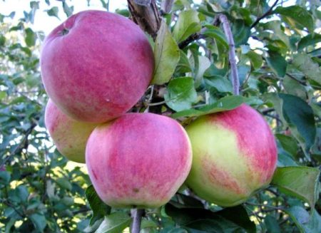 Wellsie's Apple Tree: Beschrijving