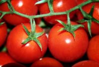 ondermaatse geoogste tomaten