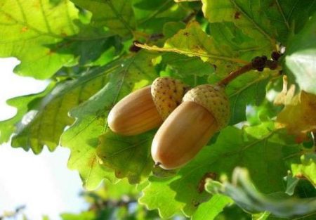 Paano palaguin ang isang oak mula sa isang acorn sa bahay