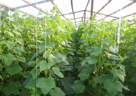 Nangungunang dressing pipino sa isang greenhouse folk