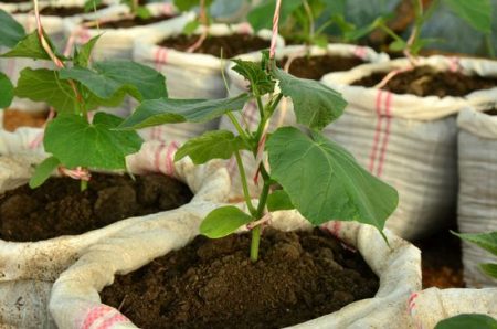 Bagged agurker: vokser steg for steg