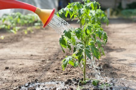 Hvordan vanne tomater etter planting i et drivhus