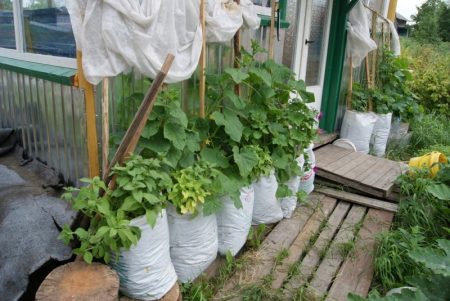 Ang mga pipino sa mga bag na hakbang-hakbang