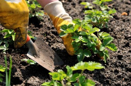 Jordbærplanting om høsten: hvordan