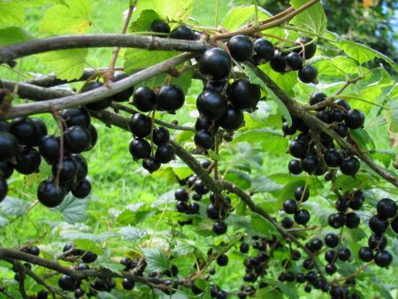 Paano maglipat ng mga currant sa pagkahulog sa isang bagong lugar