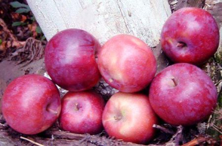 Apple Tree Lobo: paglalarawan, larawan