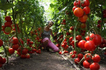 Tomtepleie i drivhuset fra plantingen