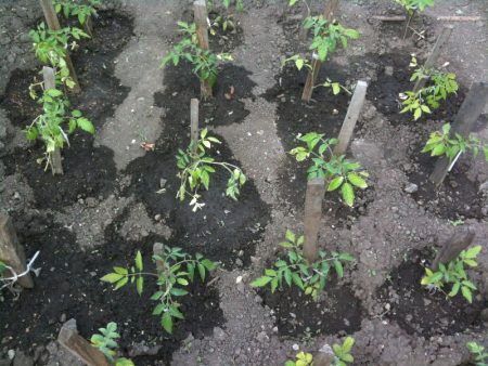 Paano tubig ang mga kamatis sa isang greenhouse