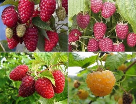 Ang remontant ng raspberry, ang pinakamahusay na mga varieties para sa rehiyon ng Moscow