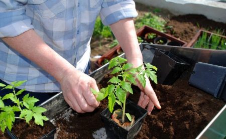 Ang pagtatanim ng mga kamatis sa isang greenhouse ay nangangailangan ng isang karampatang pamamaraan