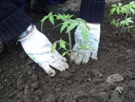 Å plante tomater i et drivhus krever kompetente