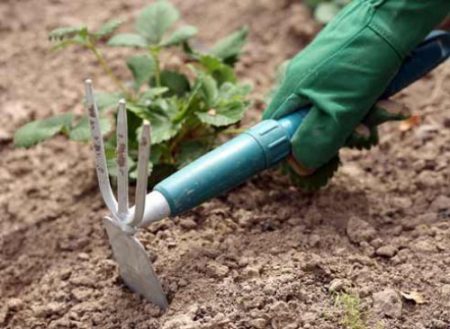 Aardbeien hakken als voorbereiding op de winter