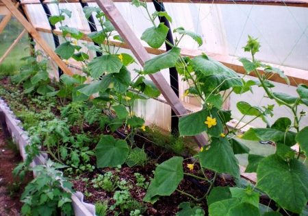 Komkommers in een polycarbonaat kas: planten en verzorging, vorming