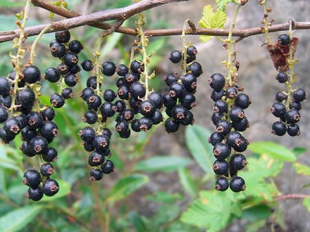 Blackcurrant: pagpapalaganap ng mga pinagputulan sa tag-araw