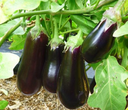 Aubergine 